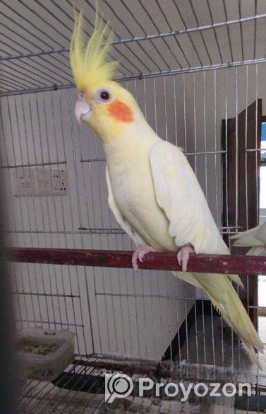 কথা বলা রানিং একজোড়া কোকাটেল পাখি