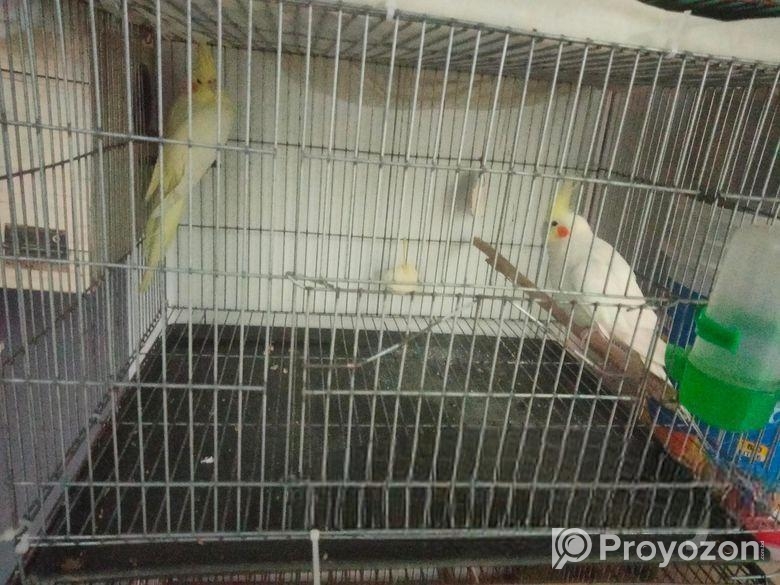 24″18″ pakhir khaca