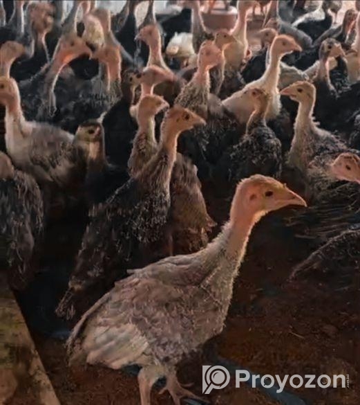 টার্কি ও তিতি