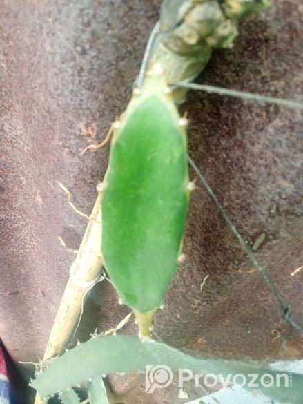 ড্রাগন ফল