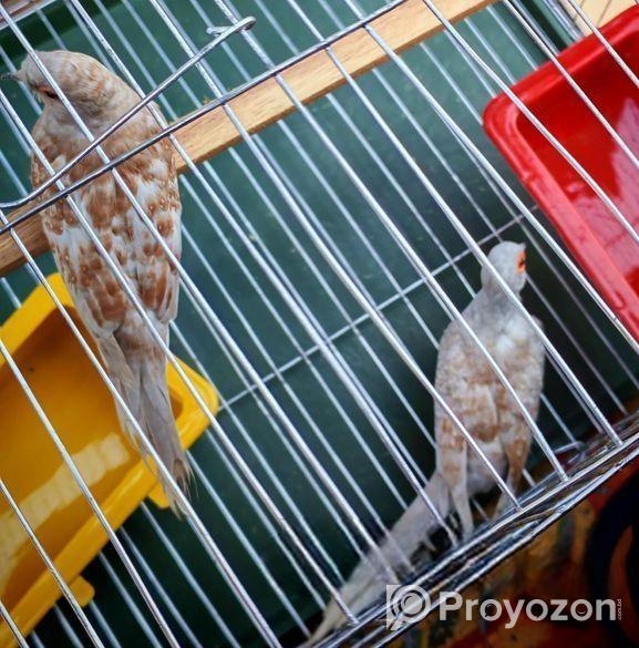 ডায়মন্ড ডাব গুগু রানিং পিয়ার বিক্রি হবে