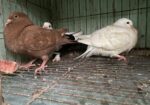 ৫ জোড়া কবুতর,খাচাসহ ফুল সেটাপ
