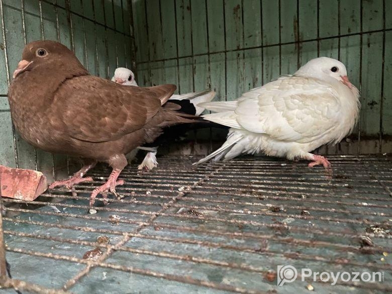 ৫ জোড়া কবুতর,খাচাসহ ফুল সেটাপ