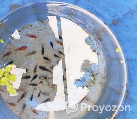 molly, platy and gappy fish.