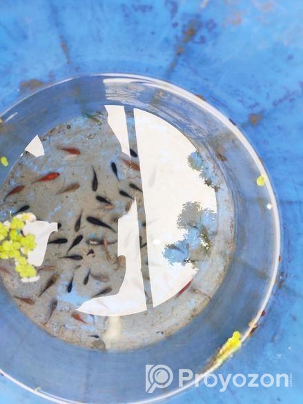 molly, platy and gappy fish.