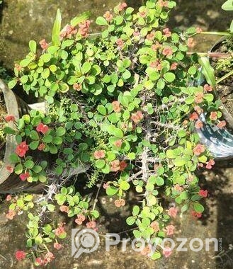কাটামুকুট গাছ
