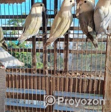 Love Bird