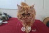 Persian Female Cat
