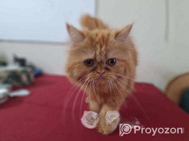 Persian Female Cat