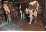 ৫ ফুট ষাড় বিক্রি হবে