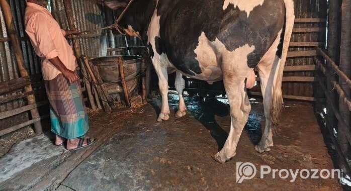 ৫ ফুট ষাড় বিক্রি হবে