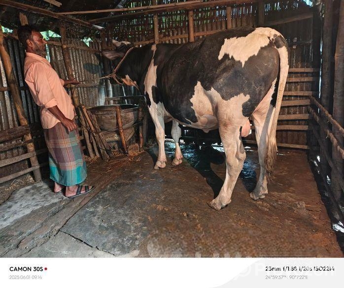 ৫ ফুট ষাড় বিক্রি হবে