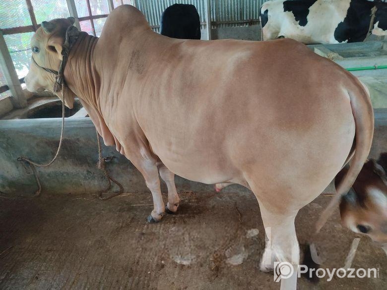 দেশি গরু