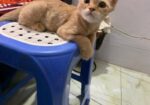 full persian cat