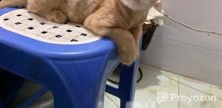 full persian cat