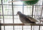 Diamond Dove (ডায়মন্ড ঘুঘু)
