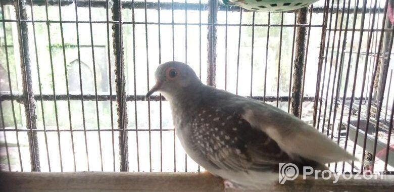 Diamond Dove (ডায়মন্ড ঘুঘু)
