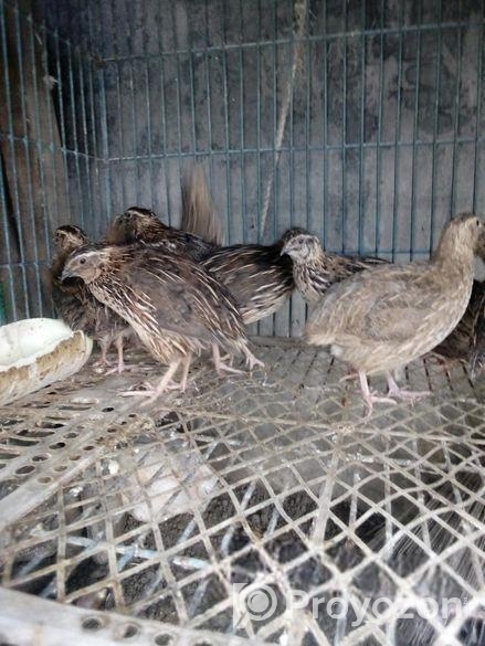 কোয়েল পাখি