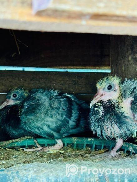 কবুতর পাখি