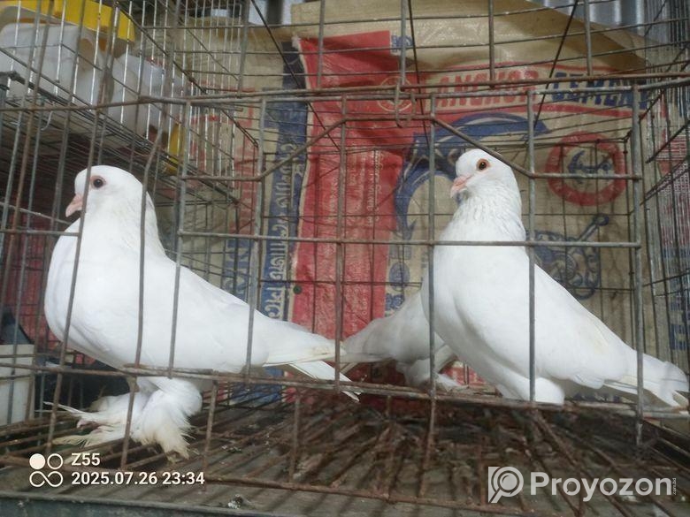 ফেন্ছি কবুতর