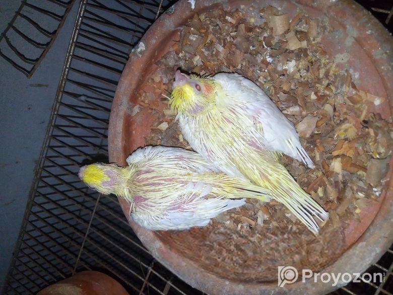 লুটিনো৷ পাল বেবি