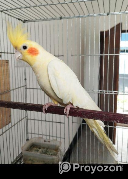 কথা বলা রানিং একজোড়া কোকাটেল পাখি