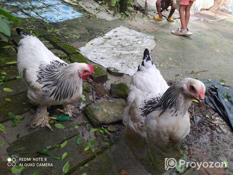 Brama murgi boro jater 7 mash boyos