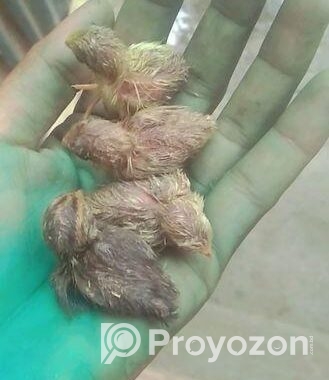 কিং কোয়েলে