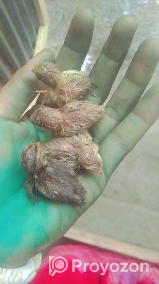 কিং কোয়েলে