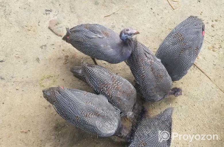 তিতির মোরগ