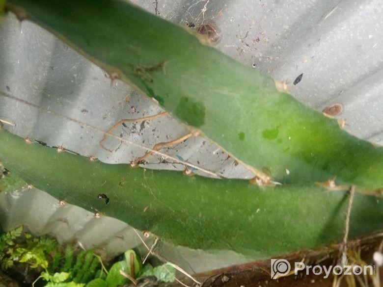 ড্রাগন ফল