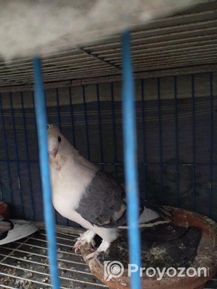 সাটিন মাদি