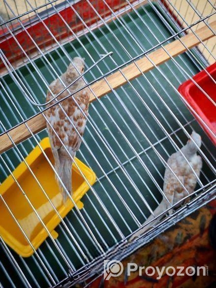 ডায়মন্ড ডাব গুগু রানিং পিয়ার বিক্রি হবে