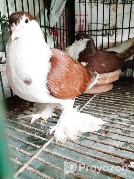 অরিজিনাল ডিম সহ সিরাজি কবুতর