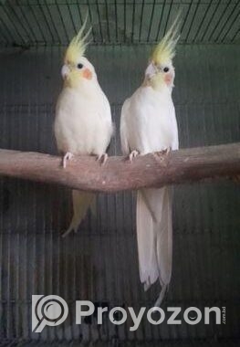 লুটিনো কোকাটেল