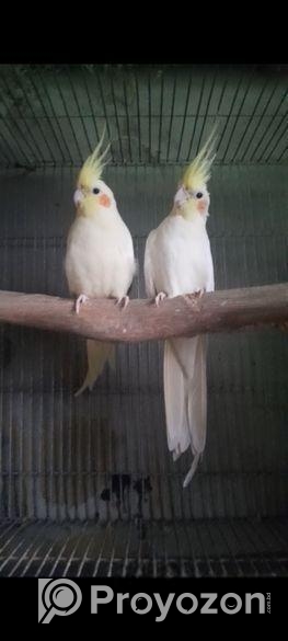 লুটিনো কোকাটেল