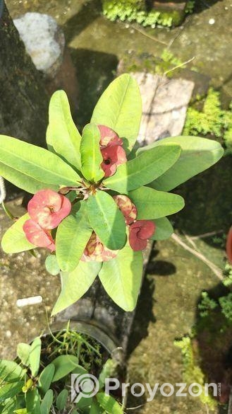 কাটামুকুট গাছ