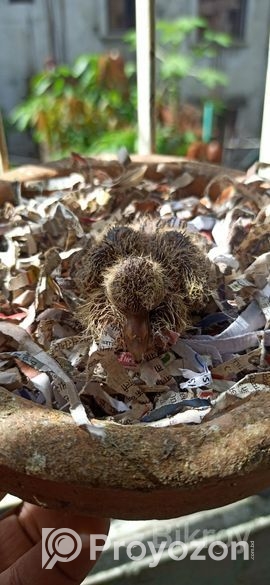 অস্ট্রেলিয়ান ঘুঘু রানিং পাখি বিক্রি হবে