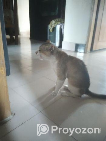 Cat for sale