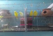 Japanese bird Sell Post