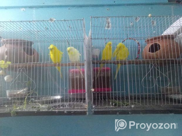 Japanese bird Sell Post