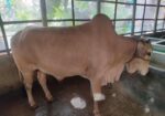 দেশি গরু