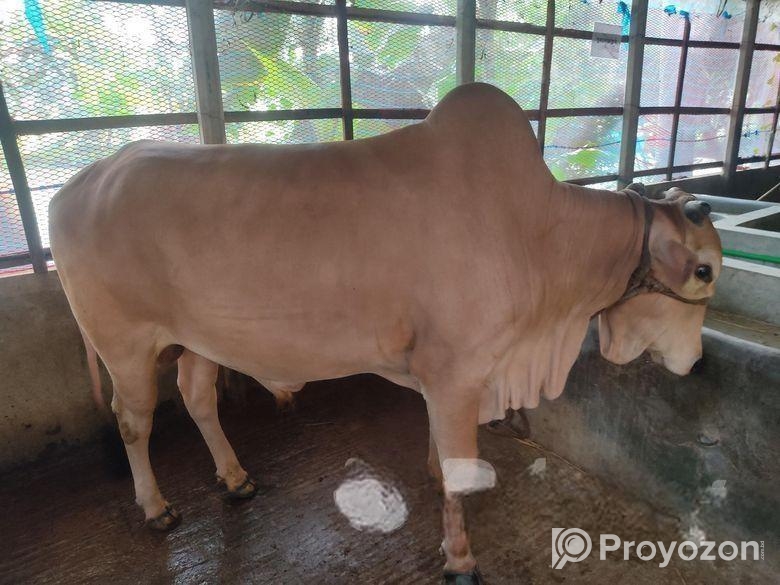 দেশি গরু