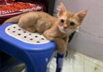 full persian cat