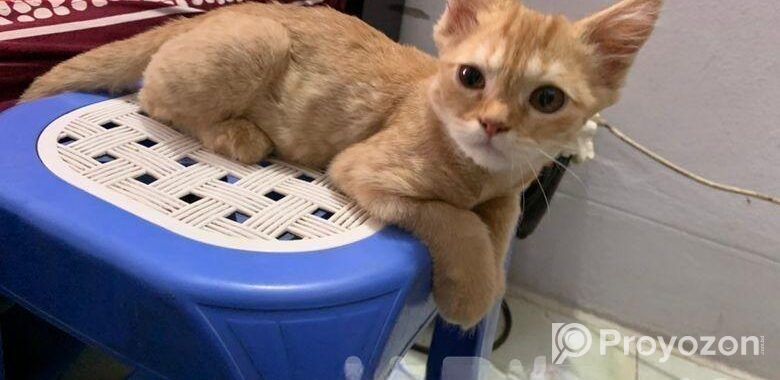 full persian cat