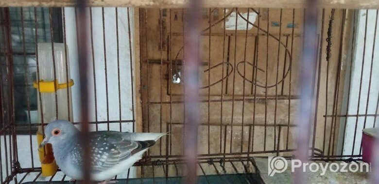 Diamond Dove (ডায়মন্ড ঘুঘু)