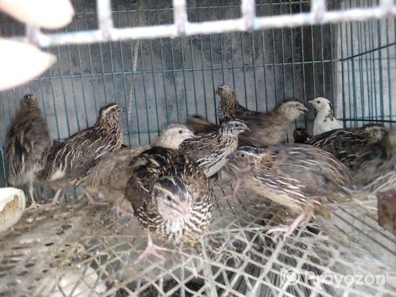 কোয়েল পাখি