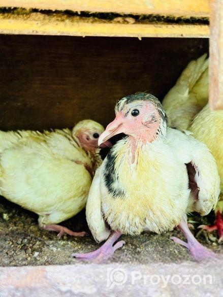 কবুতর পাখি