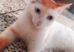Mix Odd Eyed Persian Cat