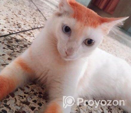Mix Odd Eyed Persian Cat